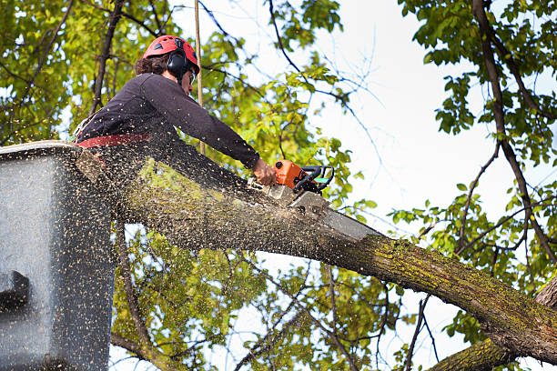 Best Palm Tree Trimming  in Metlatla, AK